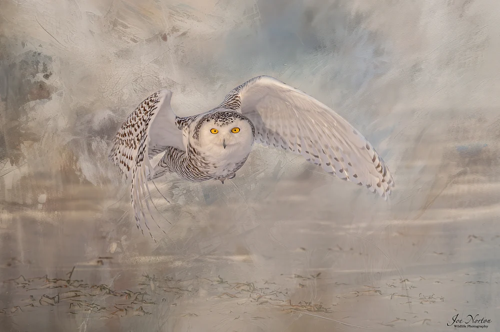 Snowy Owl