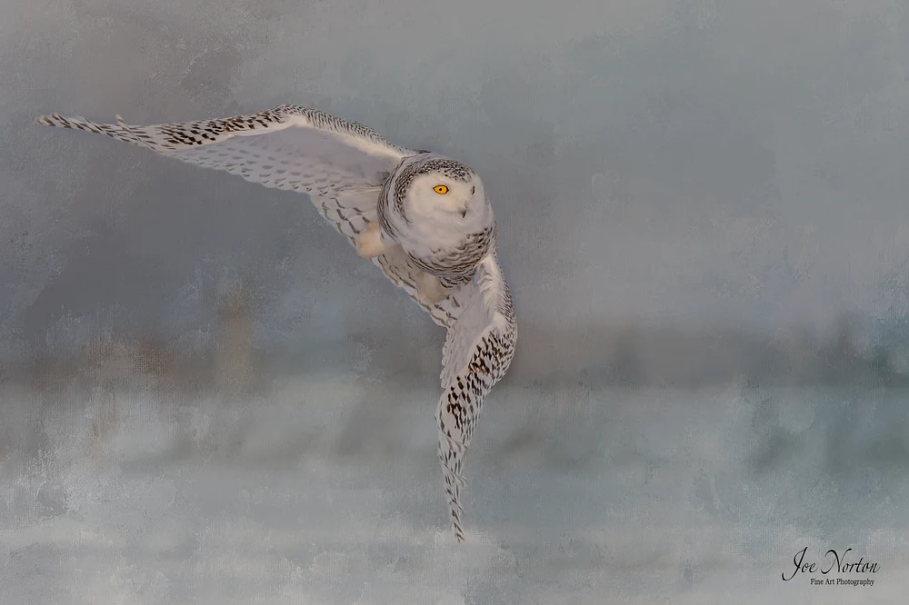 Snowy Owl Field Flight