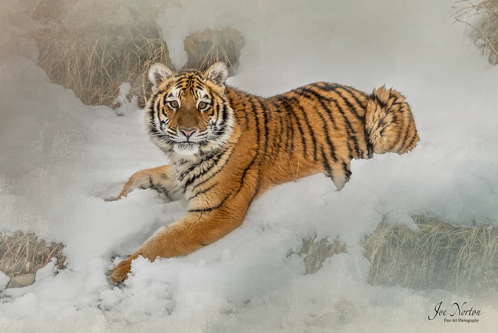 Tiger Snow