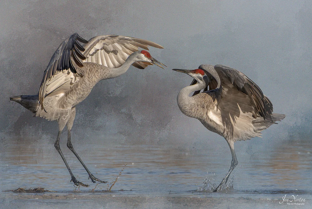 Sandhill Crane 3