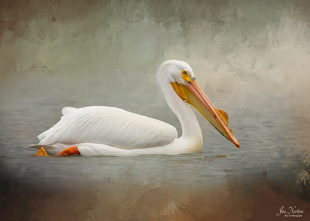 White Pelican