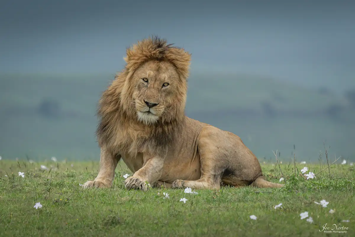 Joe Norton Wildlife Photography