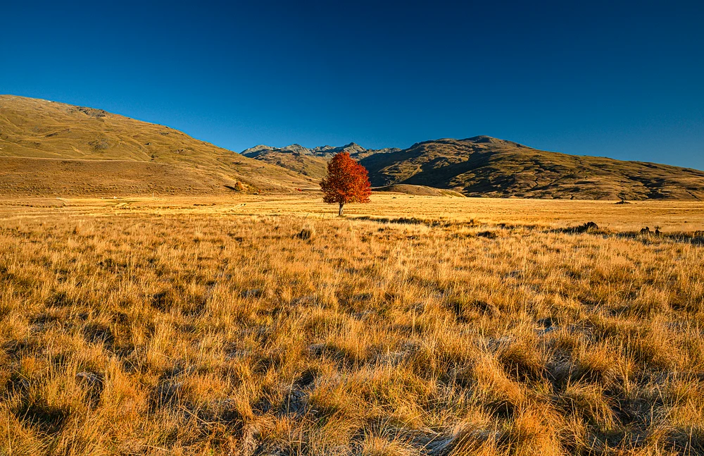 Rowan Tree-Weed New Zealand-for SlickPik
