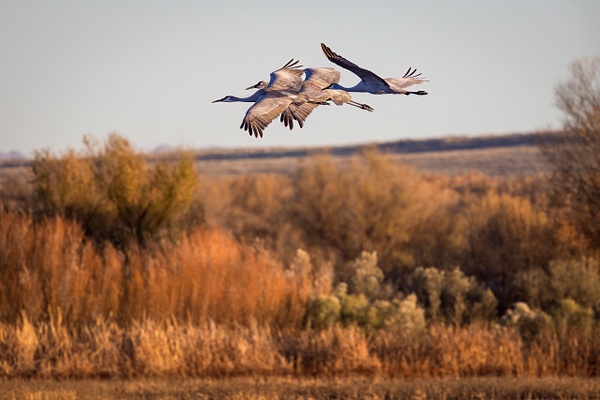 Sandhill Cranes In Flight - Rozanne Hakala Photography