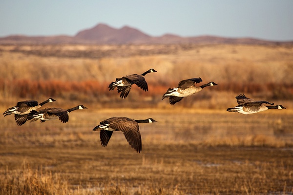Wild Goose Chase - Rozanne Hakala Photography