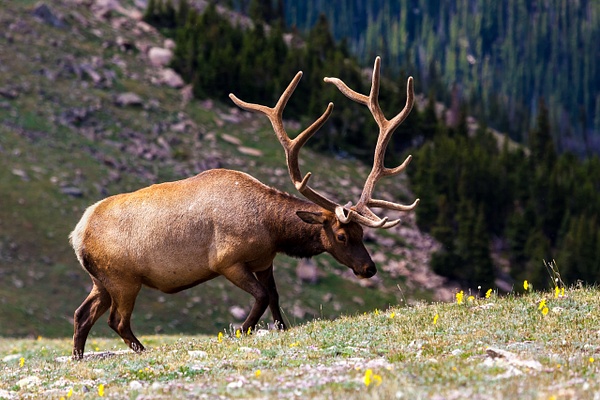 Rocky Mountain Bull Elk - Rozanne Hakala Photography
