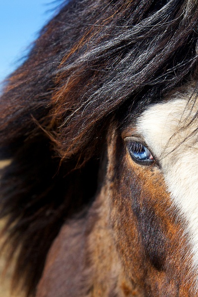 Icelandic Horse - Rozanne Hakala Photography