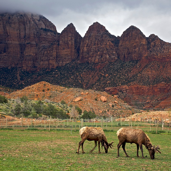 Zion Canyon Elk Ranch - Rozanne Hakala Photography