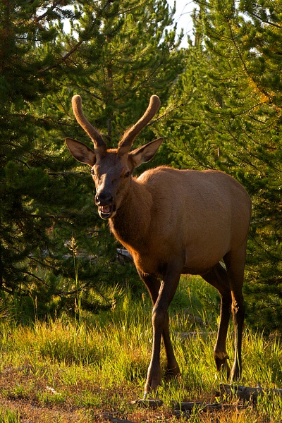 Yellowstone Mule Deer - Rozanne Hakala Photography