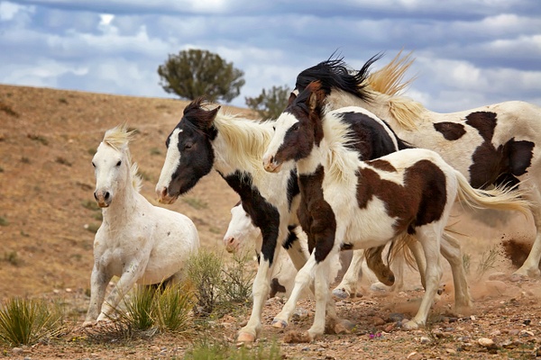 Wild Horses of Placitas - Rozanne Hakala Photography