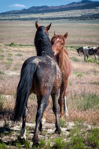 Horseplay - Rozanne Hakala Photography