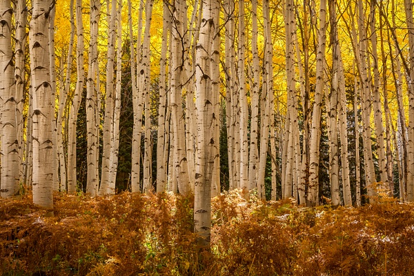 In the Aspen Woods - Rozanne Hakala Photography