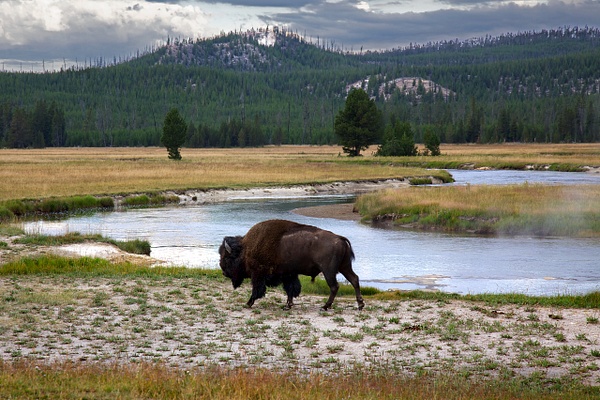 Lone Bison in Hayden Valley - Rozanne Hakala Photography
