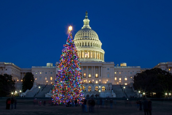Capitol Christmas Tree - Rozanne Hakala Photography