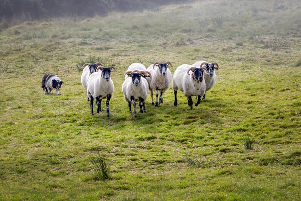 Herding the Sheep - Rozanne Hakala Photography