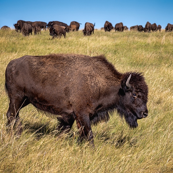 American Bison and Friends - Rozanne Hakala Photography