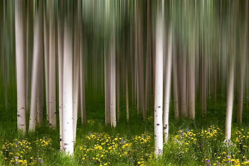Aspen-trees-blur-1431
