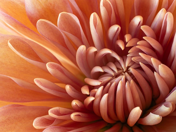 Rozanne Hakala Photography