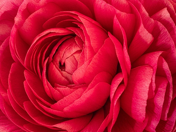 Rozanne Hakala Photography