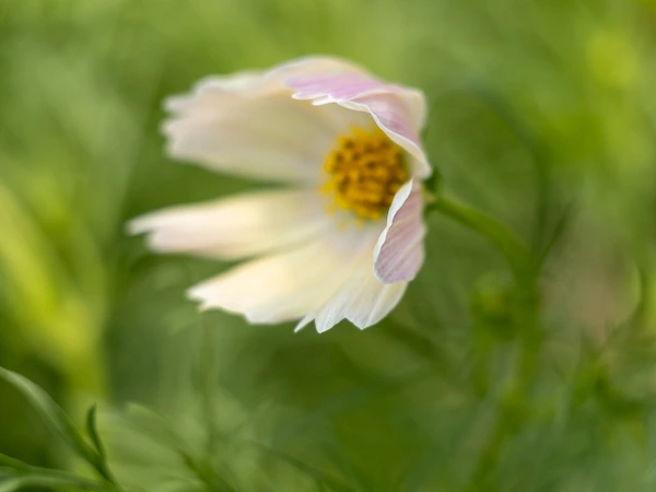 Rozanne Hakala Photography