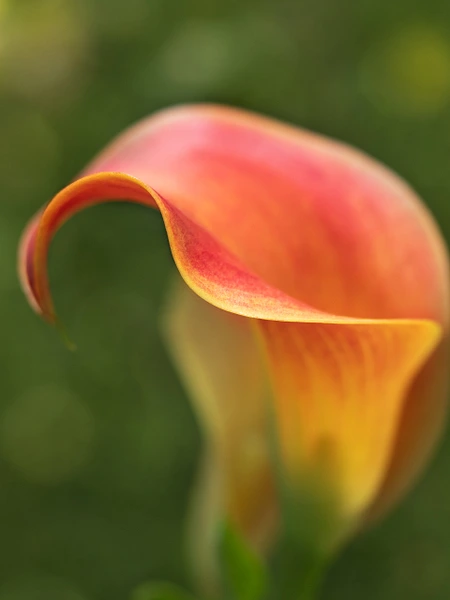 Rozanne Hakala Photography