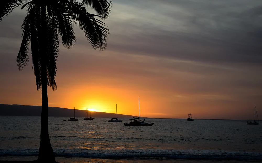 A beautiful Maui sunset with silhouetted sailboats on calm waters and a palm tree in the foreground.