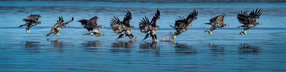 A sequence of eagles diving towards a calm lake's surface.