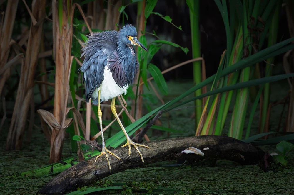 A heron stands on a log in lush wetlands, showcasing its colorful plumage amidst green foliage.