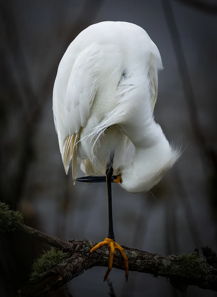 Snowy egret preening gracefully on a branch near calm waters.