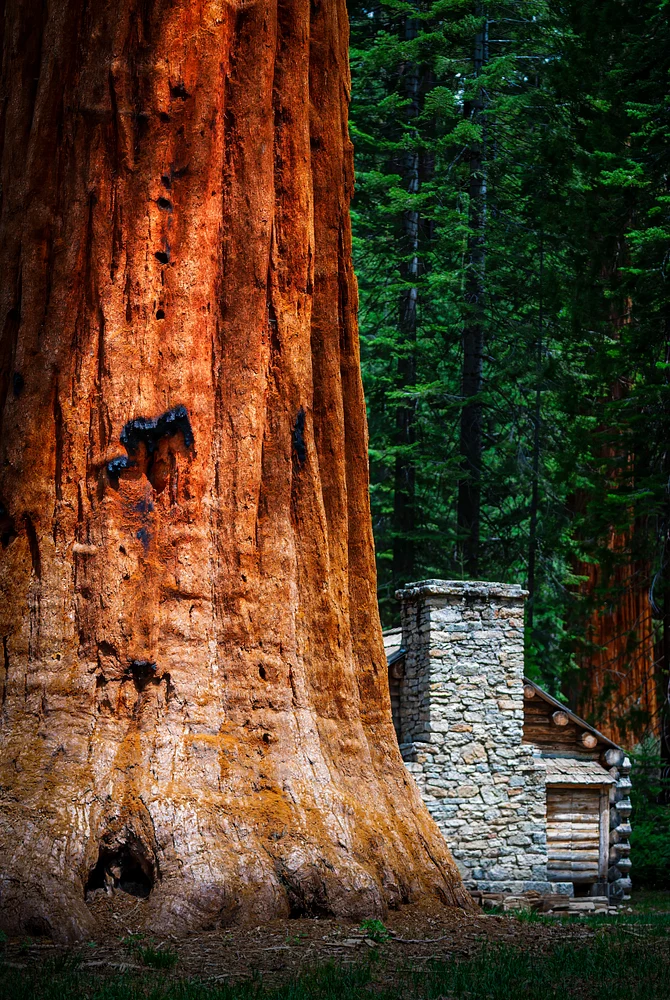 A towering sequoia tree stands next to a rustic stone cabin in Yosemite.
