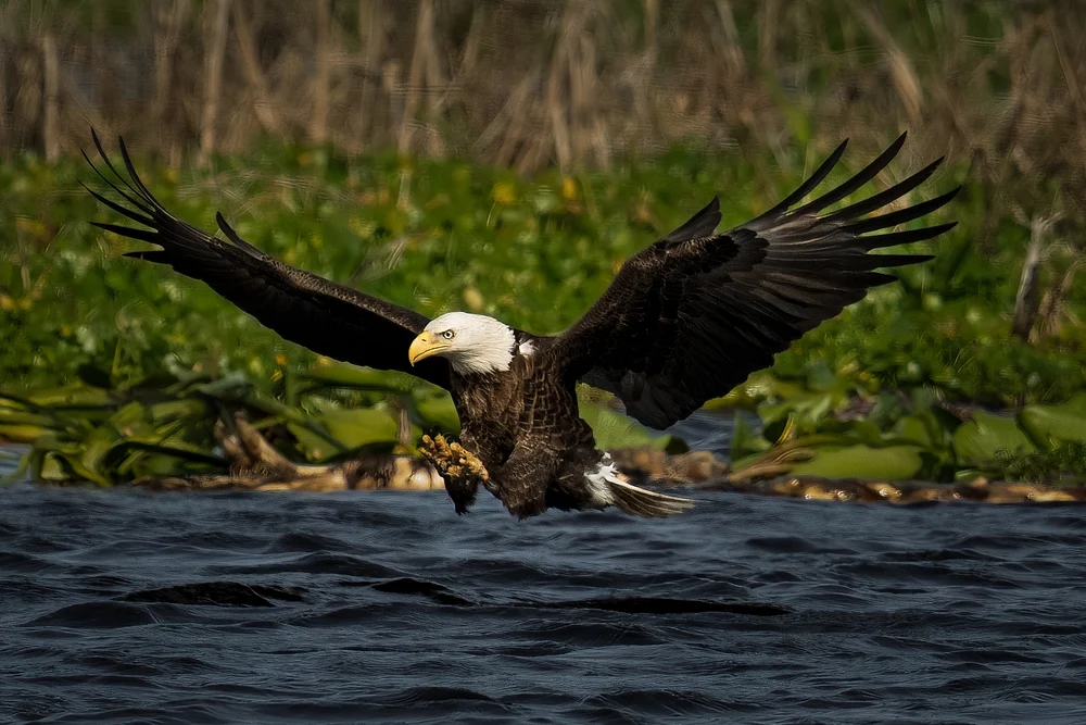 Bald eagle soaring above Lochloosa Lake with wings outstretched.