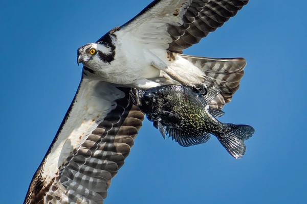 Osprey flies overhead with a dark fish clutched in its yellow talons against clear blue sky