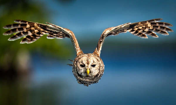 Barred owl flying head-on above Blue Cypress Lake, wings spread against blurred water and cypress foliage