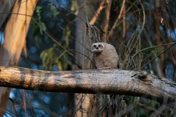 20260531 - Presidio Owls - 00720.jpg by Steve Cassel