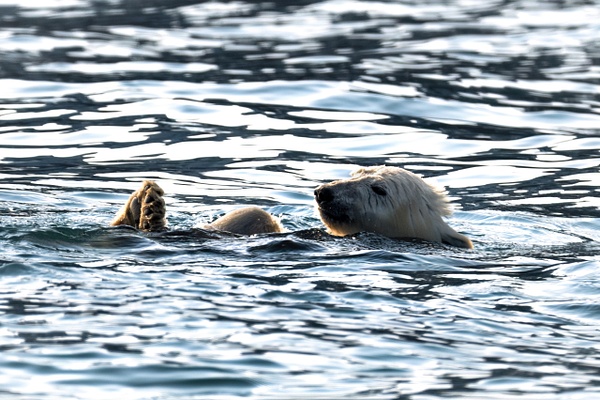DSC_1392 - Scoresby Sund - Jason Robertson Photography