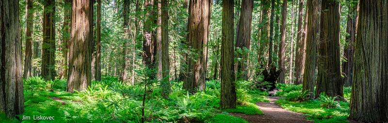 Redwoods