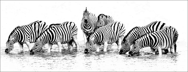 Zebras at Waterhole