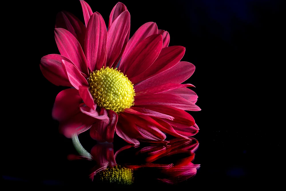 Fall Bloom