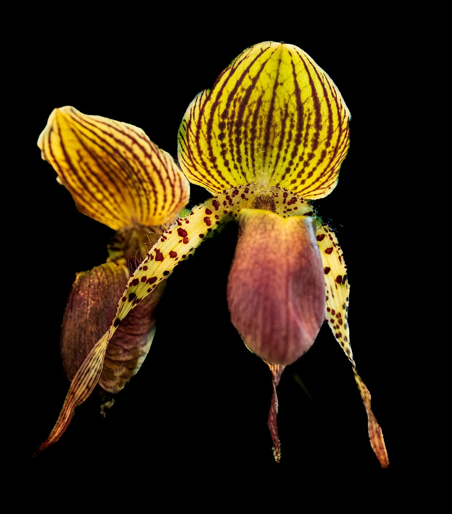 Orchid