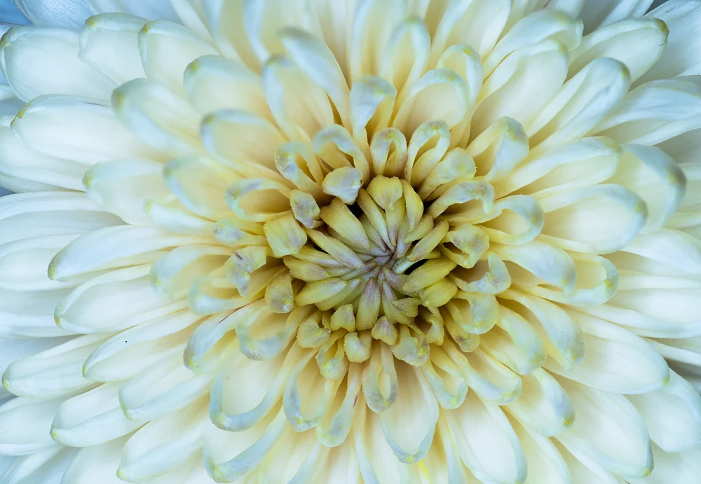 Macro