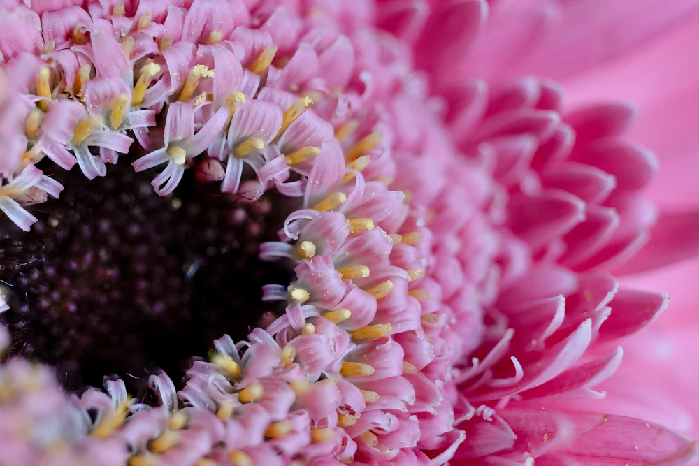 Pink Confetti