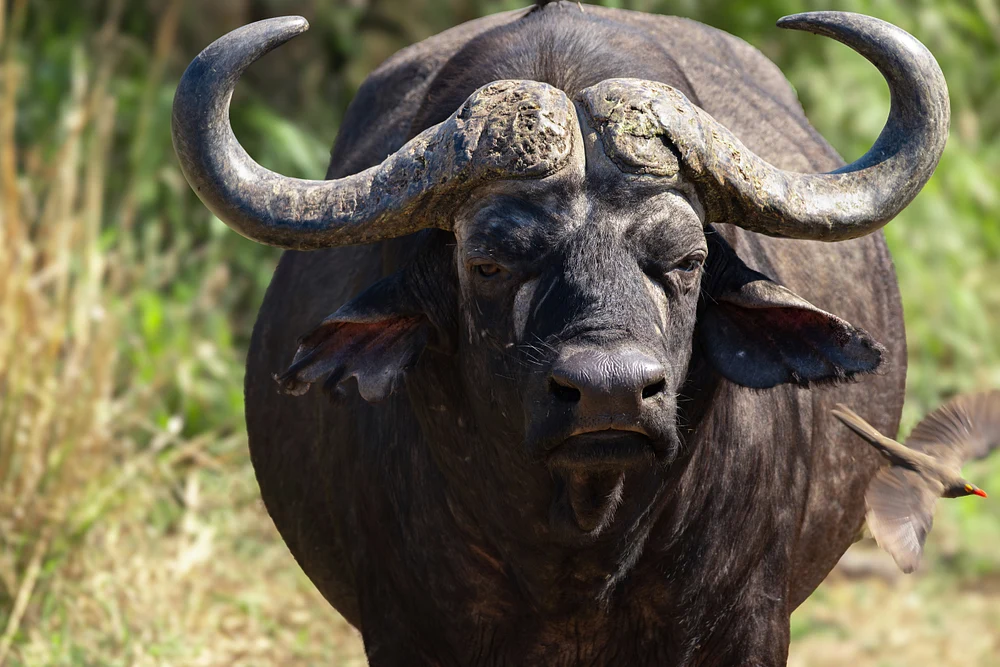 Majestic African Buffalo Staring Intently