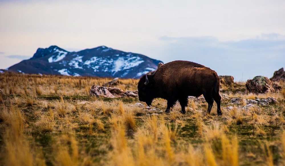 Majestic Bison Grazing in the Southwest Landscape