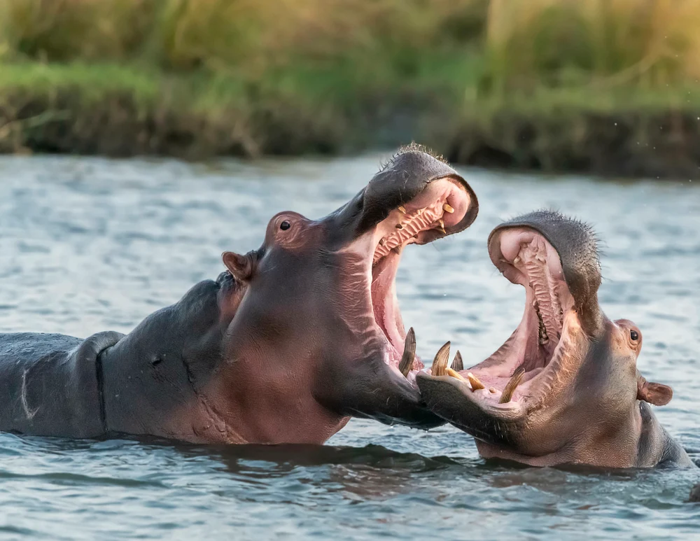 Courting Hippos, Zimbabawe