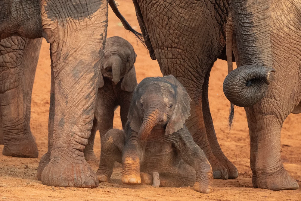 Baby Ellie, Kenya