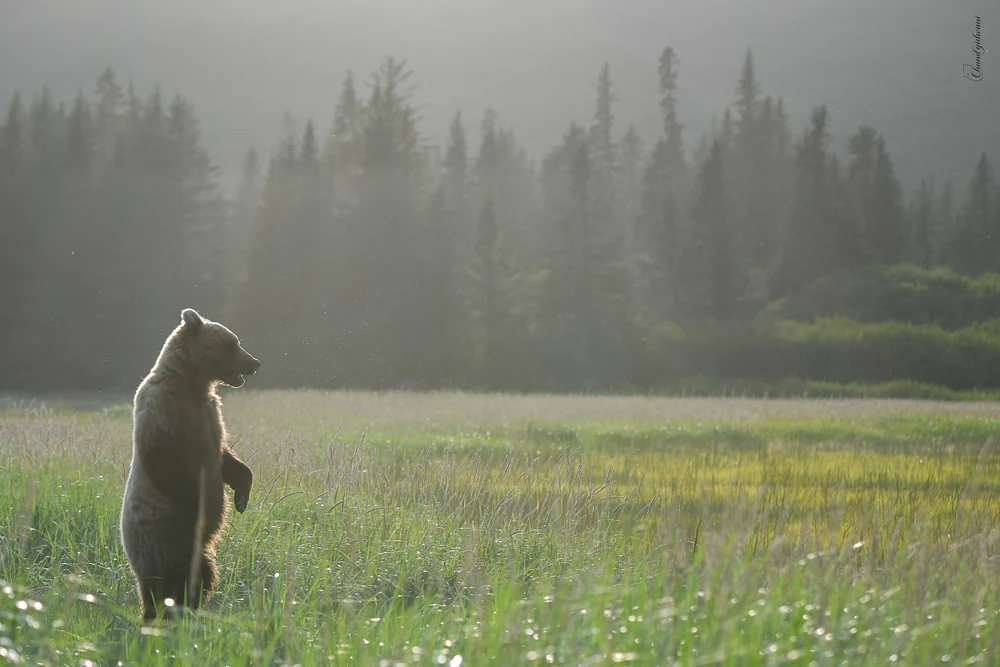 Backlit Standing Bear, Alaska