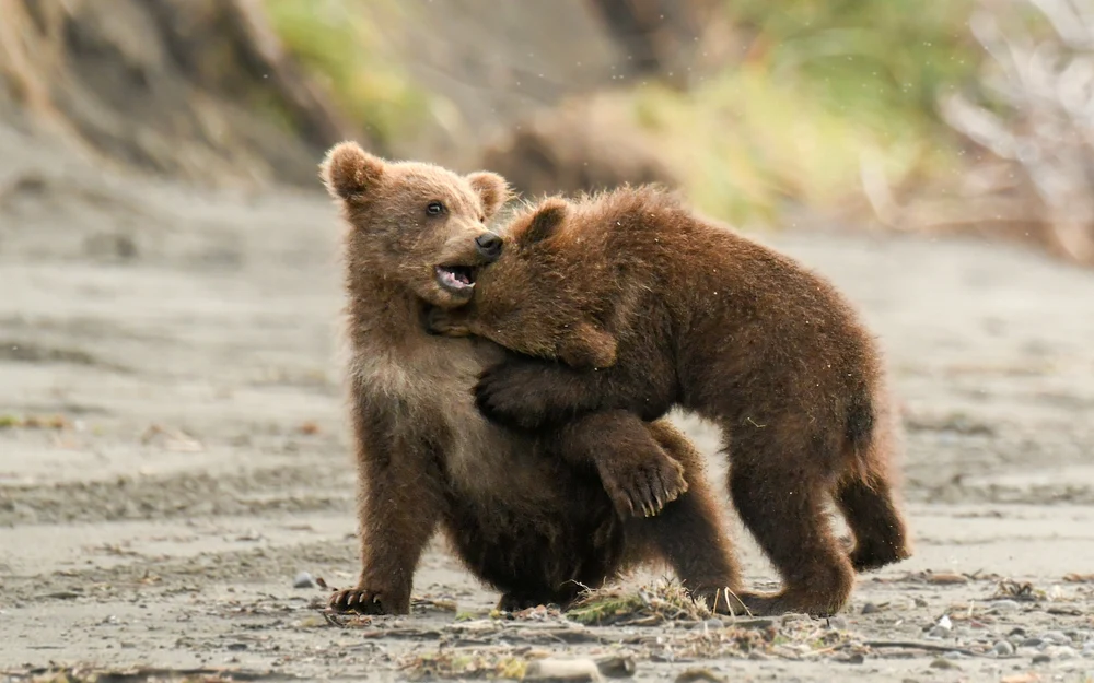 Bear Cubs, Alaska