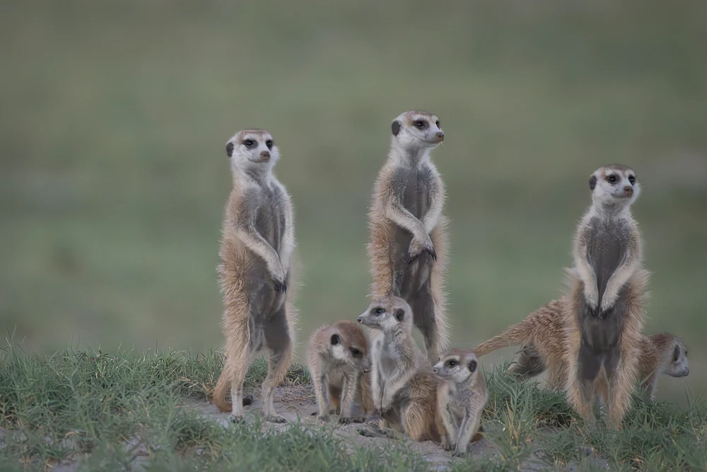 Meerkat Family, Botswana