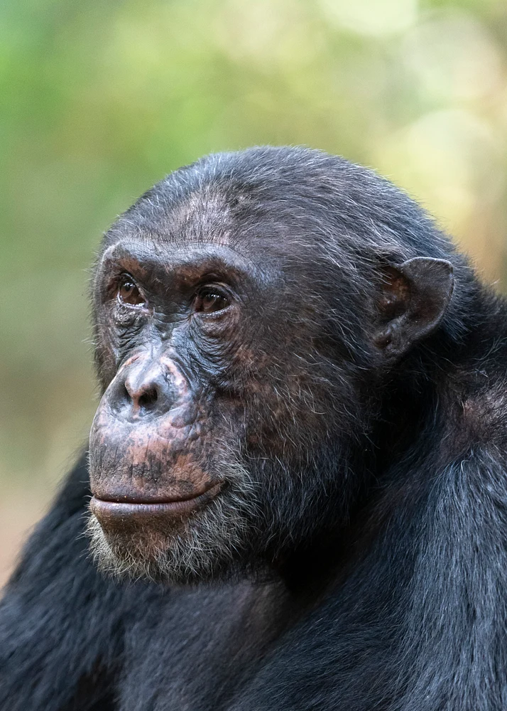Old Chimp, Tanzania
