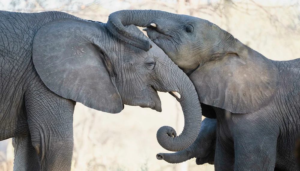 Three Trunks, Elephant Havens